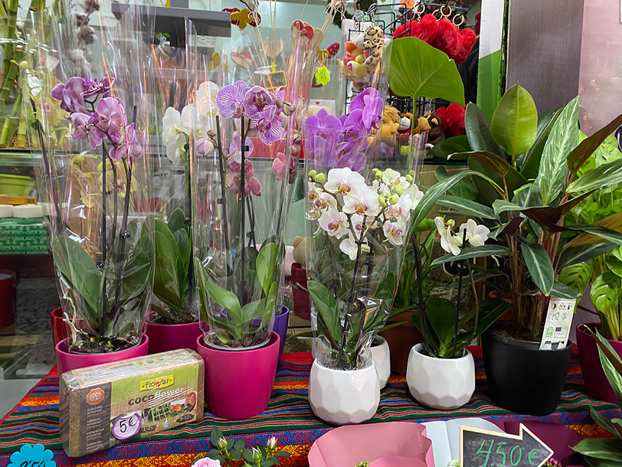 flores de la primavera