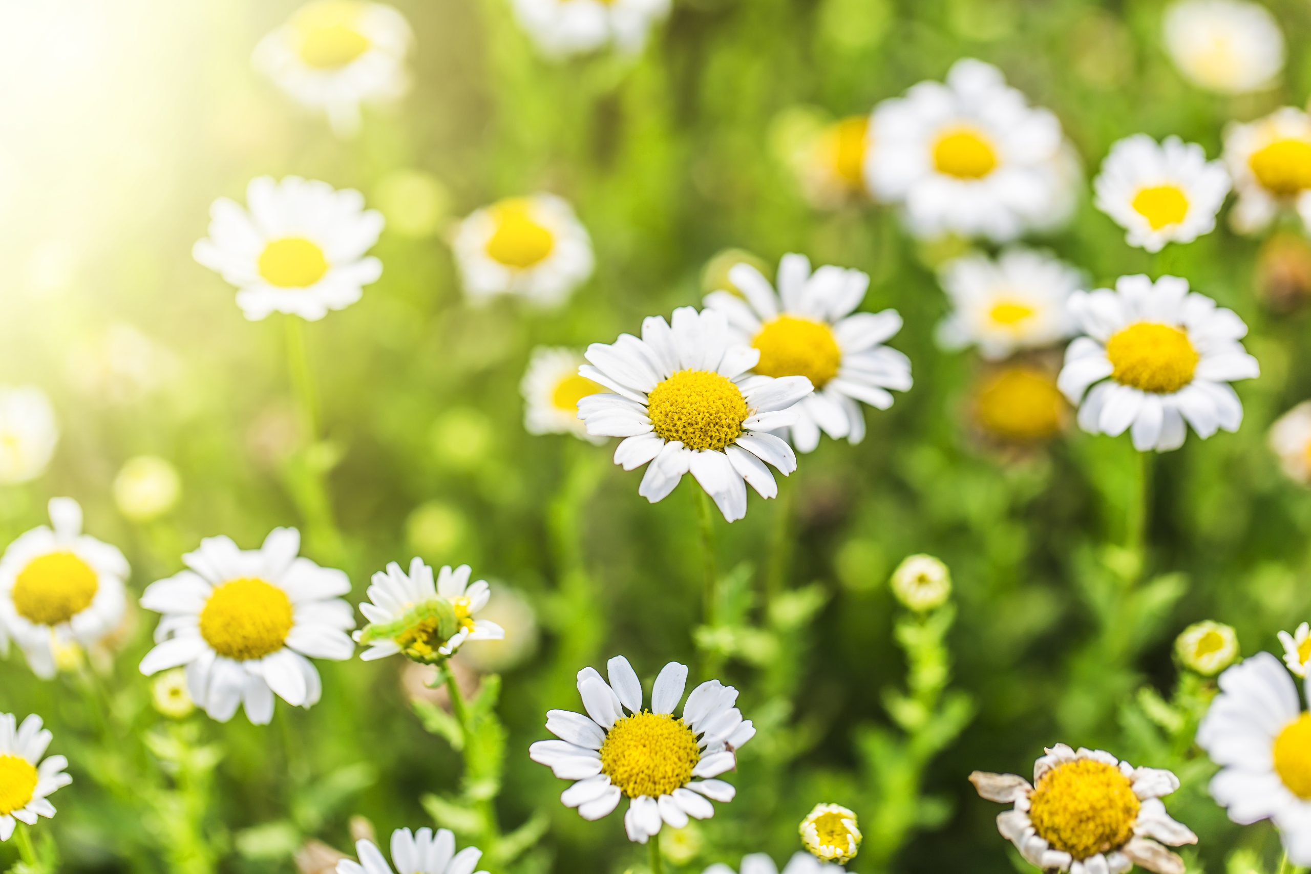 flores de la primavera